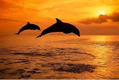 传世嘉另有三款游戏复活 《樱花大战》再次回归？